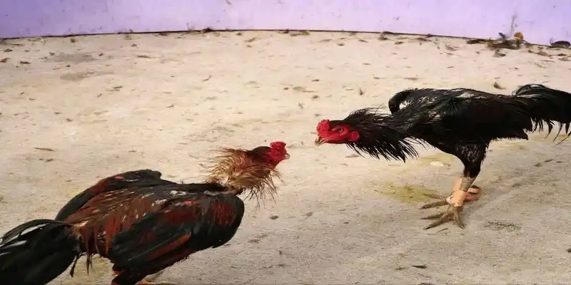3 mục đích chính của cách nuôi gà đá chân mạnh