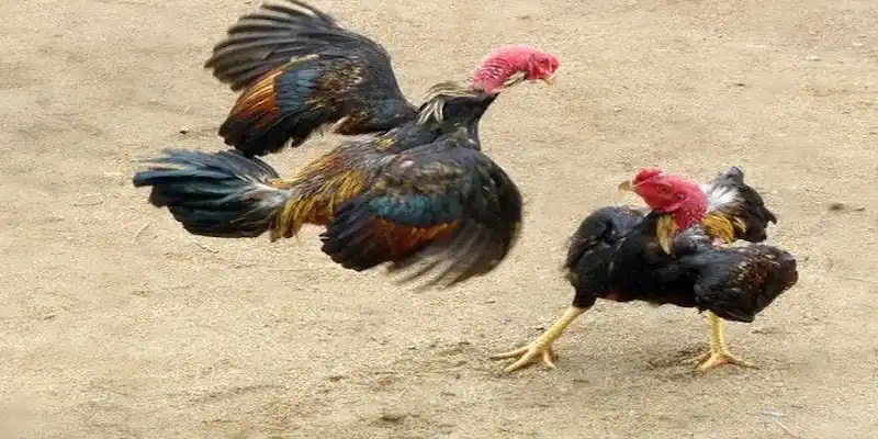 4 cách nhận biết gà đá hay của chuyên gia Xin88