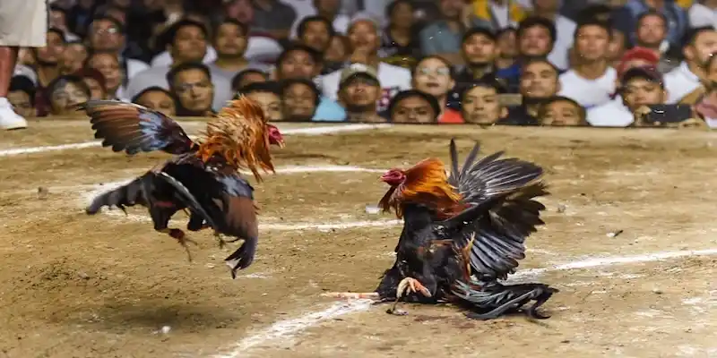 6 điều cần chú ý khi áp dụng cách nuôi gà đá chân mạnh