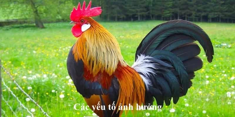 Các yếu tố ảnh hưởng