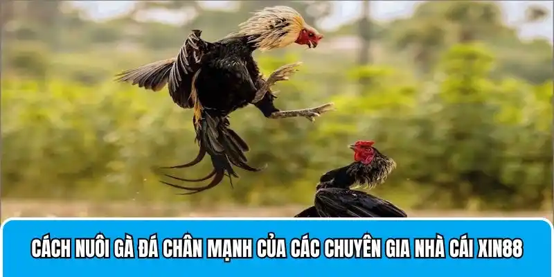 Cách Nuôi Gà Đá Chân Mạnh Của Chuyên Gia Nhà Cái Xin88