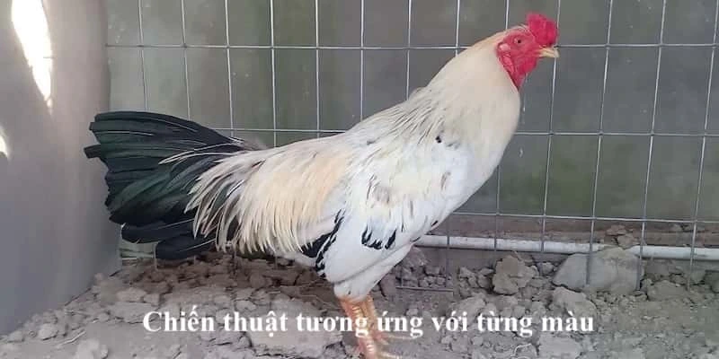 Chiến thuật tương ứng với từng màu