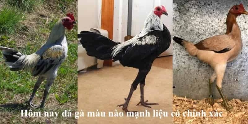 Hôm nay đá gà màu nào mạnh liệu có chính xác