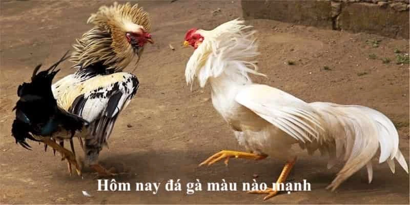 Hôm Nay Đá Gà Màu Nào Mạnh Với Xin88 - Bí Kíp Xem Chuẩn