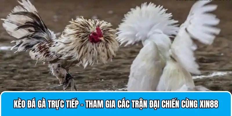 Kèo Đá Gà Trực Tiếp - Tham Gia Các Trận Đại Chiến Cùng Xin88
