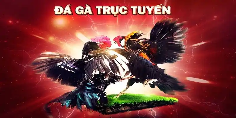 Mô tả chi tiết các tham gia đá gà tại Xin88