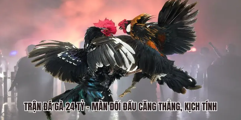 Trận Đá Gà 24 Tỷ - Xin88 Giới Thiệu Màn Đối Đầu Kịch Tính